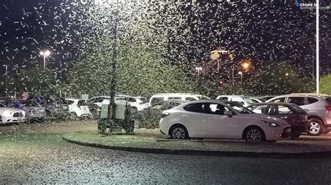 Swarms of Grasshoppers Invading Las Vegas Are 